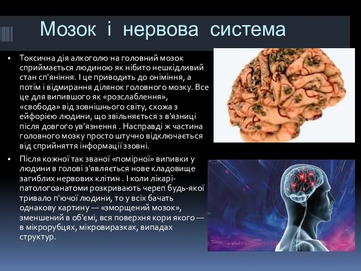 Мозок і нервова система Токсична дія алкоголю на головний мозок сприймається