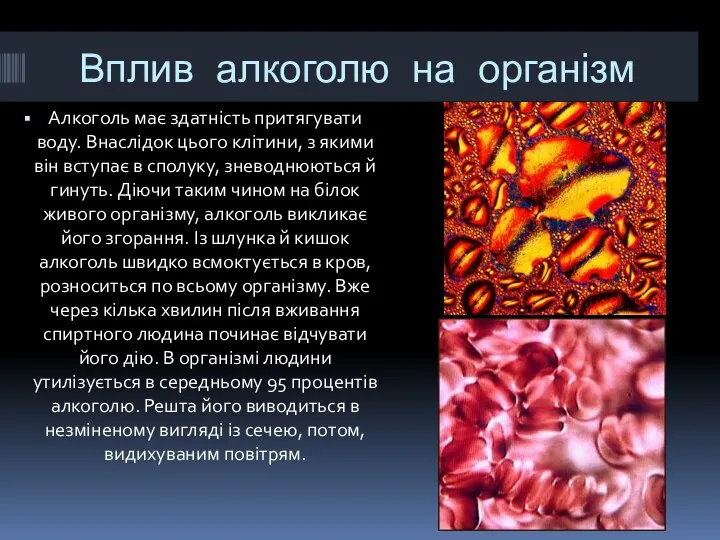 Вплив алкоголю на організм Алкоголь має здатність притягувати воду. Внаслідок цього