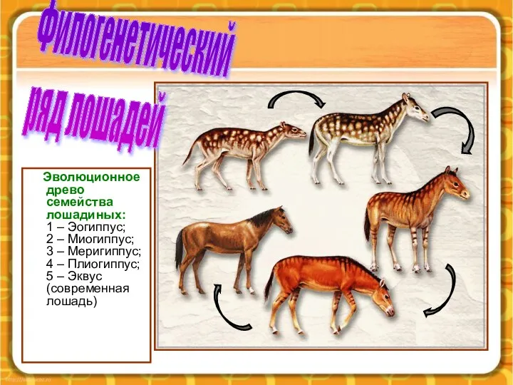 Эволюционное древо семейства лошадиных: 1 – Эогиппус; 2 – Миогиппус; 3