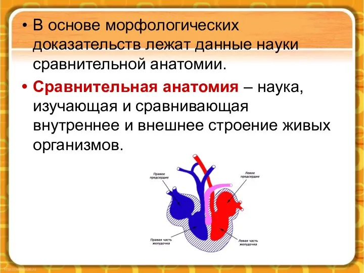 В основе морфологических доказательств лежат данные науки сравнительной анатомии. Сравнительная анатомия