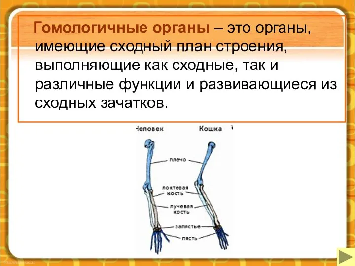 Гомологичные органы – это органы, имеющие сходный план строения, выполняющие как