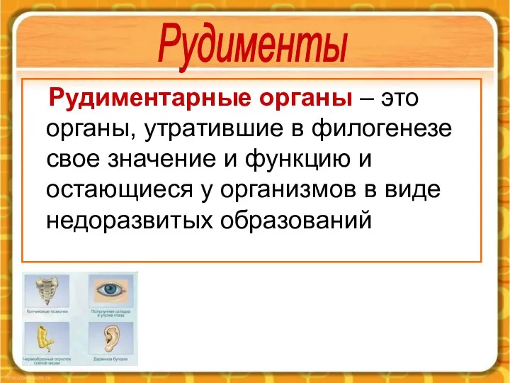 Рудиментарные органы – это органы, утратившие в филогенезе свое значение и