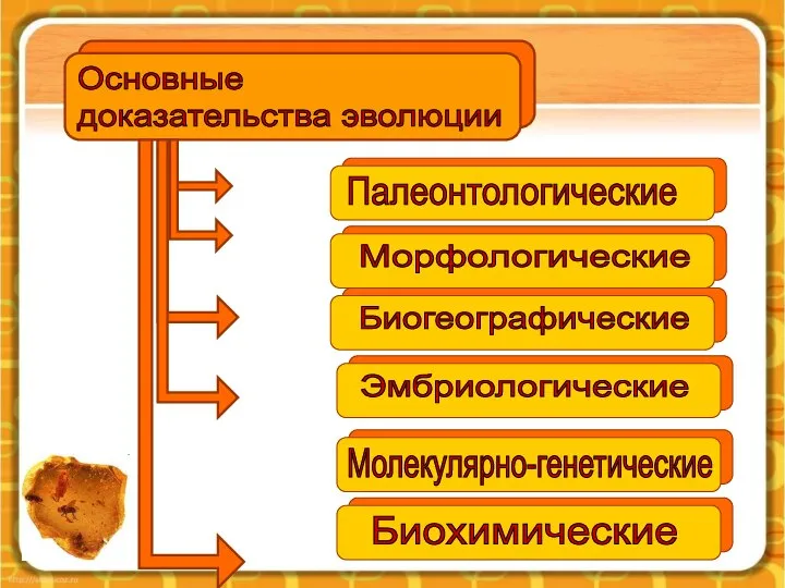 Основные доказательства эволюции Палеонтологические Морфологические Биогеографические Эмбриологические Молекулярно-генетические Биохимические