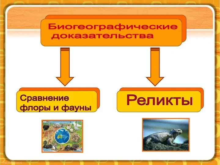 Реликты Биогеографические доказательства Сравнение флоры и фауны