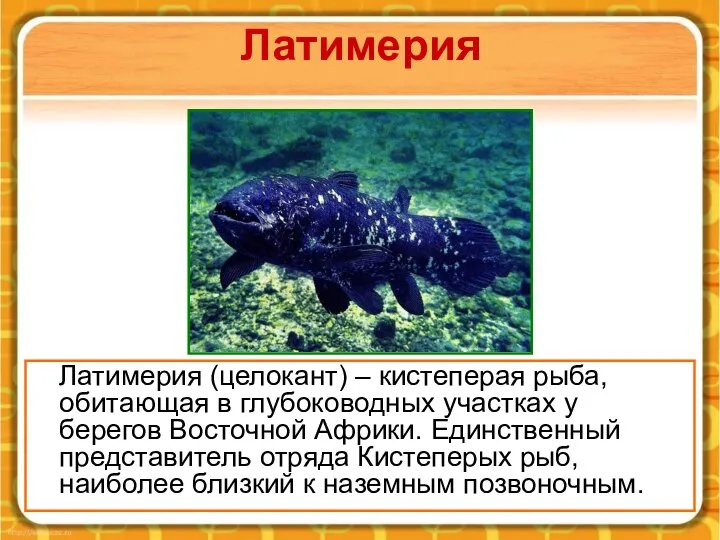 Латимерия Латимерия (целокант) – кистеперая рыба, обитающая в глубоководных участках у