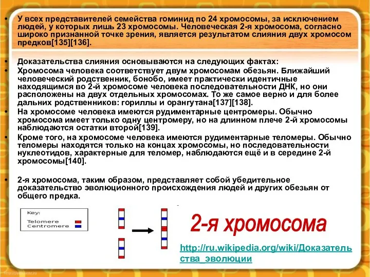 У всех представителей семейства гоминид по 24 хромосомы, за исключением людей,