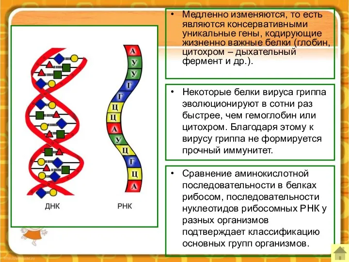 Медленно изменяются, то есть являются консервативными уникальные гены, кодирующие жизненно важные