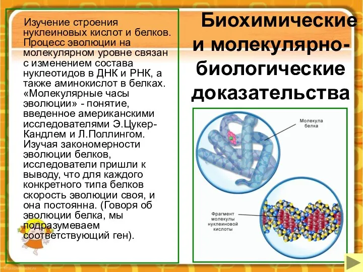 Биохимические и молекулярно-биологические доказательства Изучение строения нуклеиновых кислот и белков. Процесс