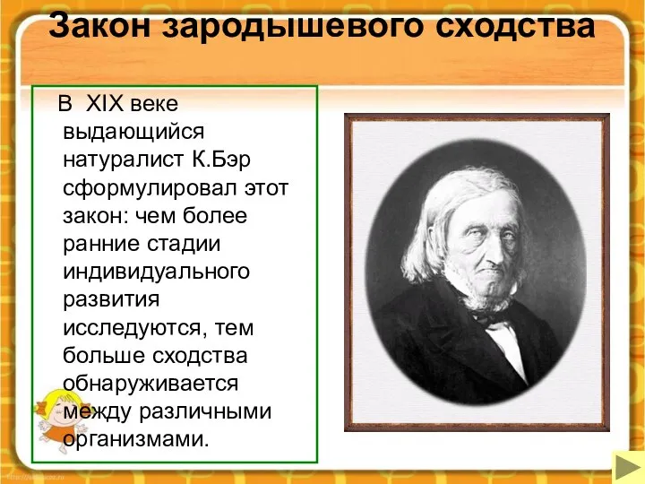 Закон зародышевого сходства В XIX веке выдающийся натуралист К.Бэр сформулировал этот