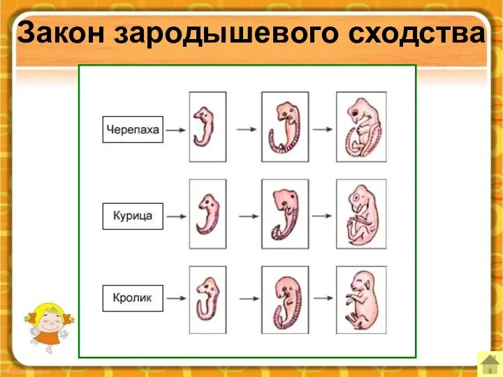 Закон зародышевого сходства