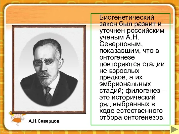 Биогенетический закон был развит и уточнен российским ученым А.Н.Северцовым, показавшим, что