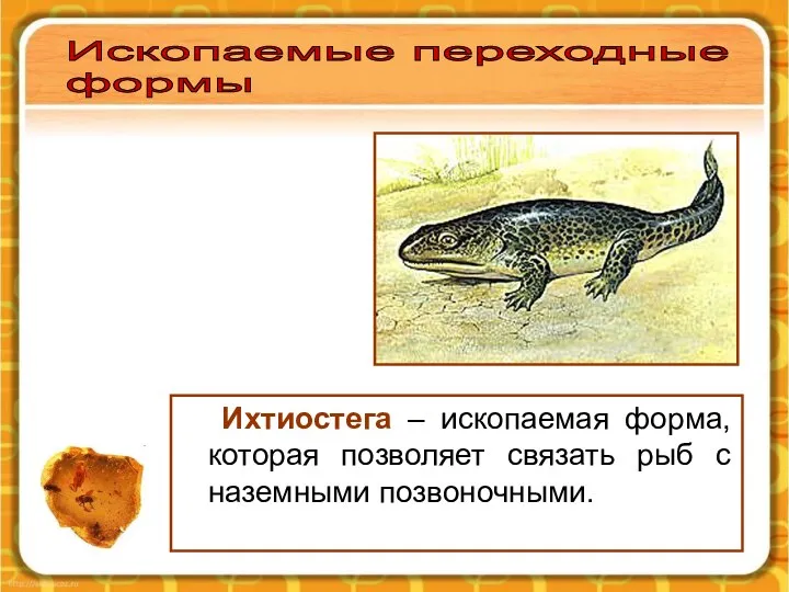 Ихтиостега – ископаемая форма, которая позволяет связать рыб с наземными позвоночными. Ископаемые переходные формы