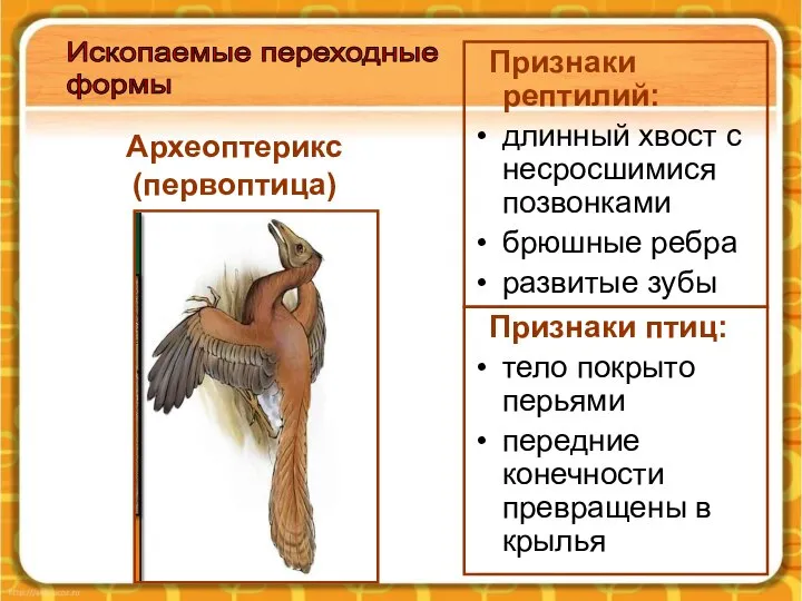 Археоптерикс (первоптица) Признаки рептилий: длинный хвост с несросшимися позвонками брюшные ребра