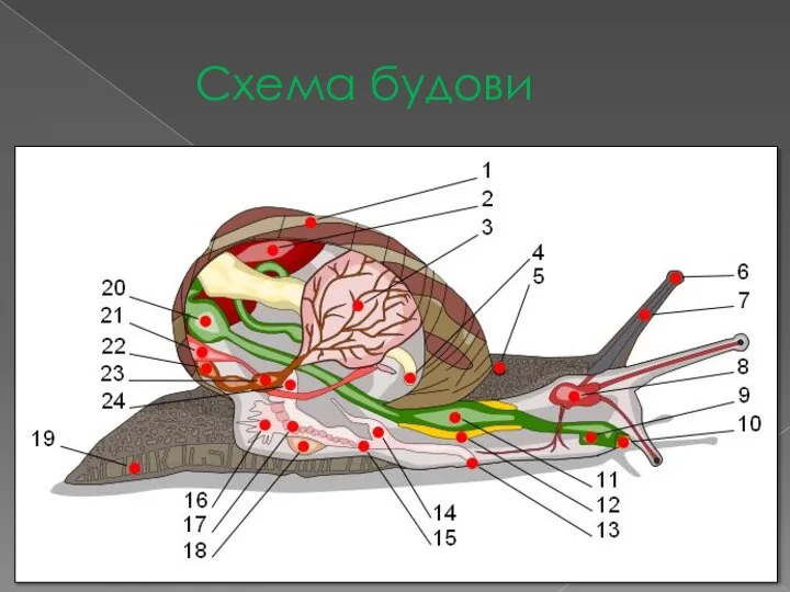 Схема будови