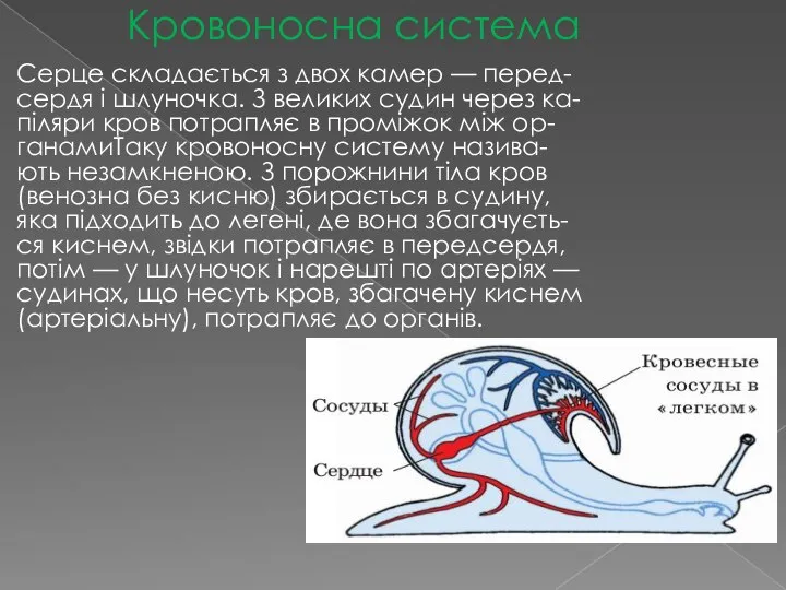 Кровоносна система Серце складається з двох камер — перед- сердя і