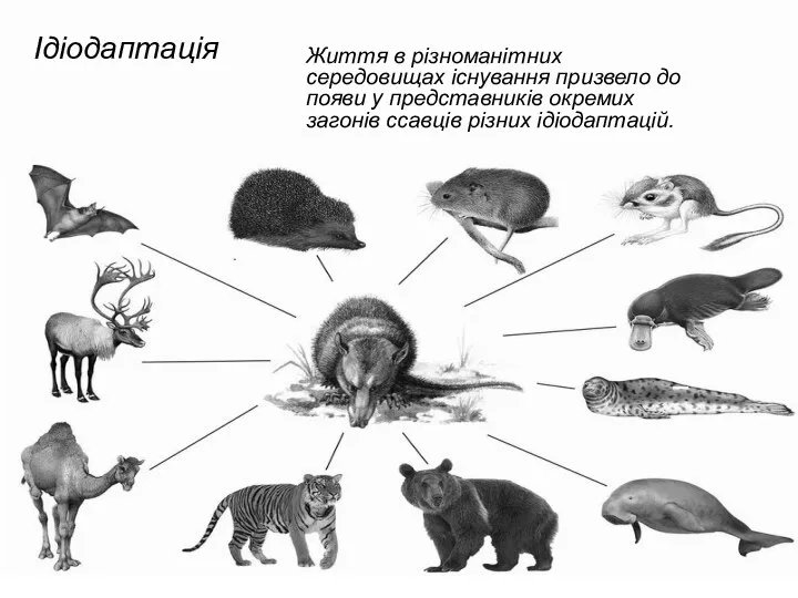 Ідіодаптація Життя в різноманітних середовищах існування призвело до появи у представників окремих загонів ссавців різних ідіодаптацій.