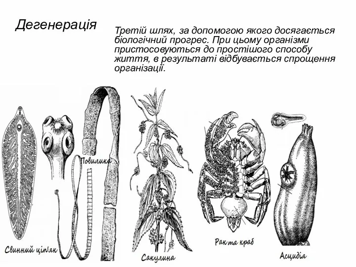 Дегенерація Третій шлях, за допомогою якого досягається біологічний прогрес. При цьому