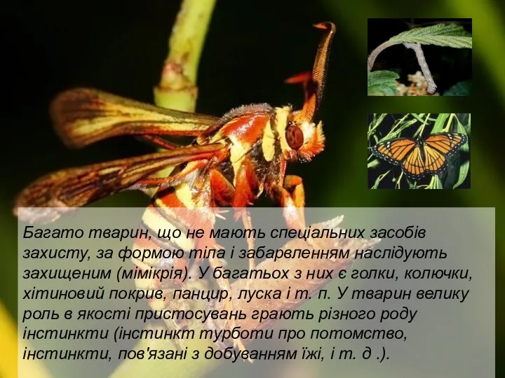 Багато тварин, що не мають спеціальних засобів захисту, за формою тіла
