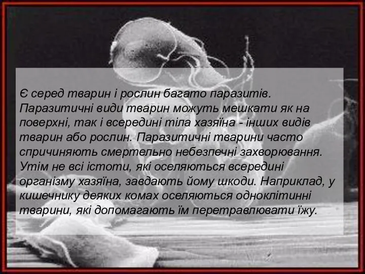 Є серед тварин і рослин багато паразитів. Паразитичні види тварин можуть