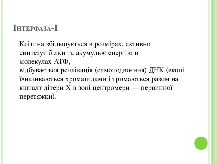 Інтерфаза-І Клітина збільшується в розмірах, активно синтезує білки та акумулює енергію