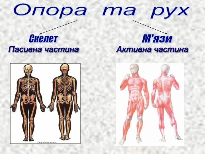 Опора та рух Пасивна частина Активна частина Скелет М'язи