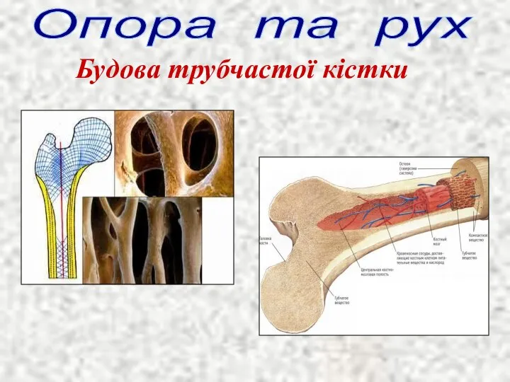 Опора та рух Будова трубчастої кістки