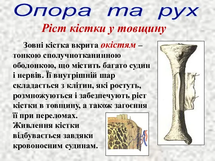 Ріст кістки у товщину Зовні кістка вкрита окістям – тонкою сполучнотканинною