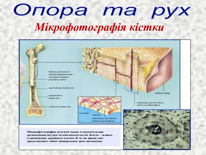 Опора та рух Мікрофотографія кістки