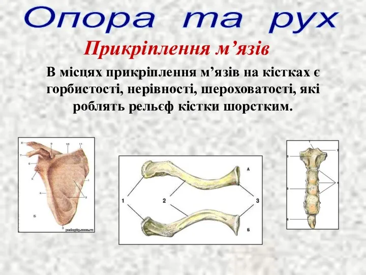 В місцях прикріплення м’язів на кістках є горбистості, нерівності, шероховатості, які