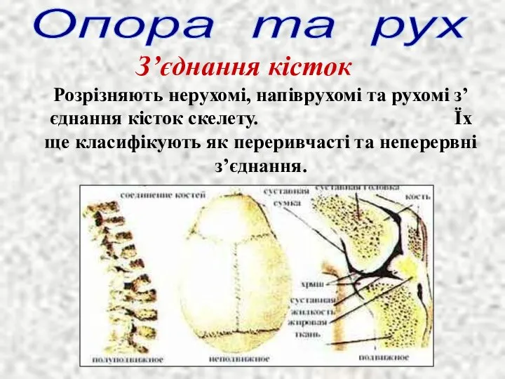 З’єднання кісток Розрізняють нерухомі, напіврухомі та рухомі з’єднання кісток скелету. Їх