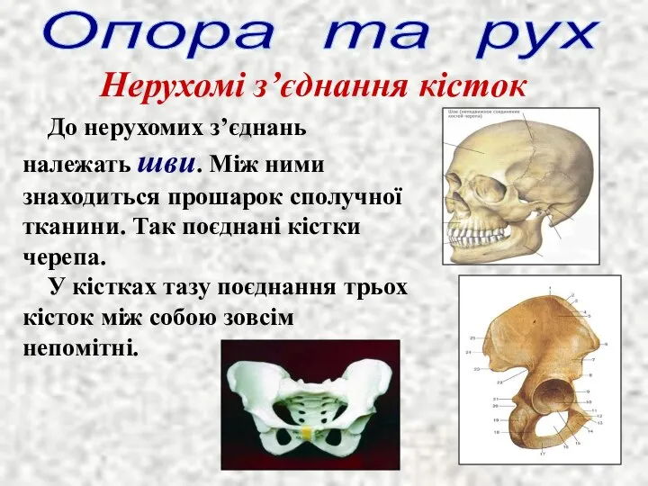 Опора та рух Нерухомі з’єднання кісток До нерухомих з’єднань належать шви.