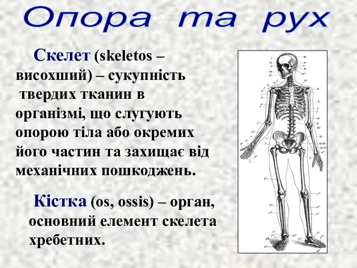 Скелет (skeletos – висохший) – сукупність твердих тканин в організмі, що