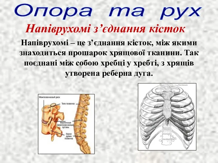 Опора та рух Напіврухомі з’єднання кісток Напіврухомі – це з’єднання кісток,