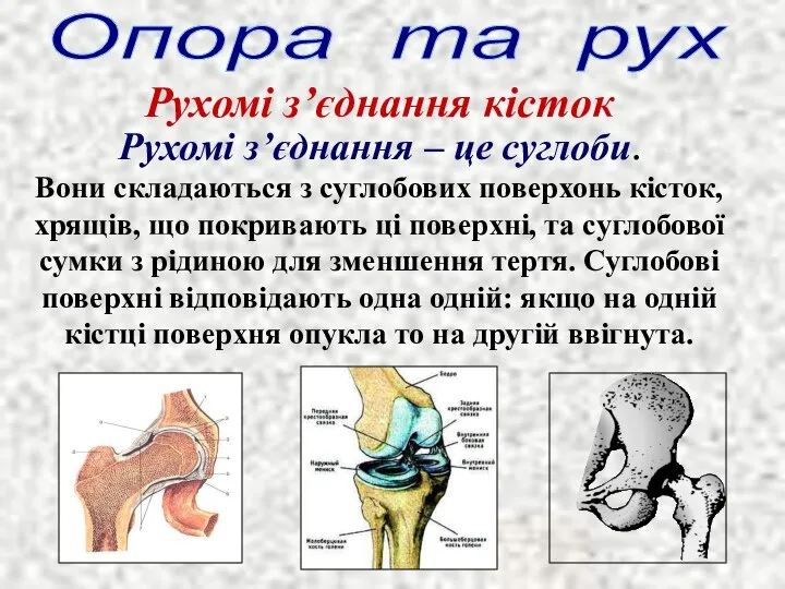 Опора та рух Рухомі з’єднання кісток Рухомі з’єднання – це суглоби.