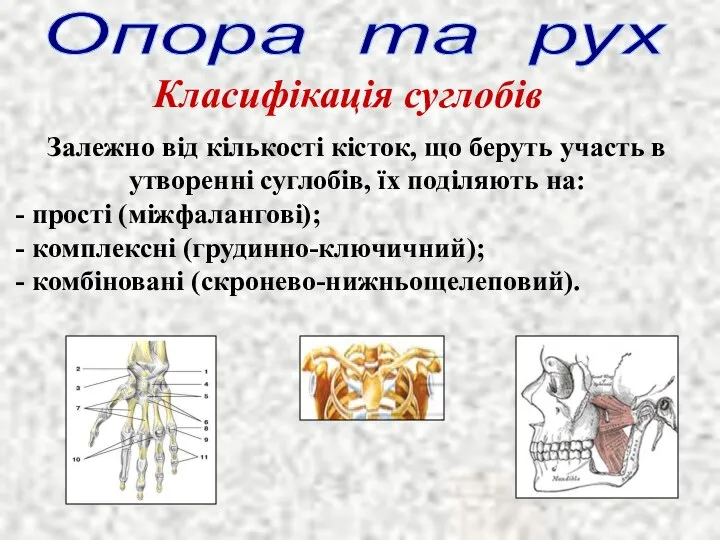 Опора та рух Класифікація суглобів Залежно від кількості кісток, що беруть