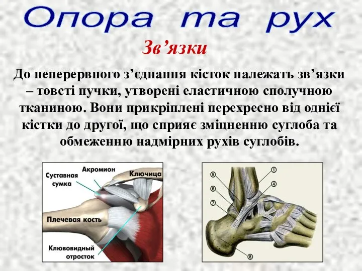 До неперервного з’єднання кісток належать зв’язки – товсті пучки, утворені еластичною