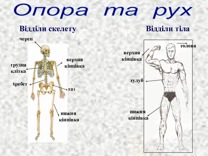 Відділи тіла Опора та рух Відділи скелету череп хребет таз грудна