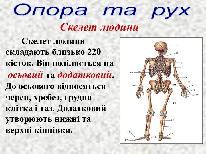Опора та рух Скелет людини Скелет людини складають близько 220 кісток.