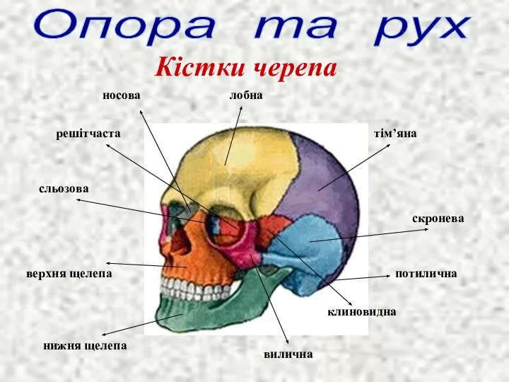 Опора та рух потилична тім’яна скронева вилична клиновидна лобна носова решітчаста