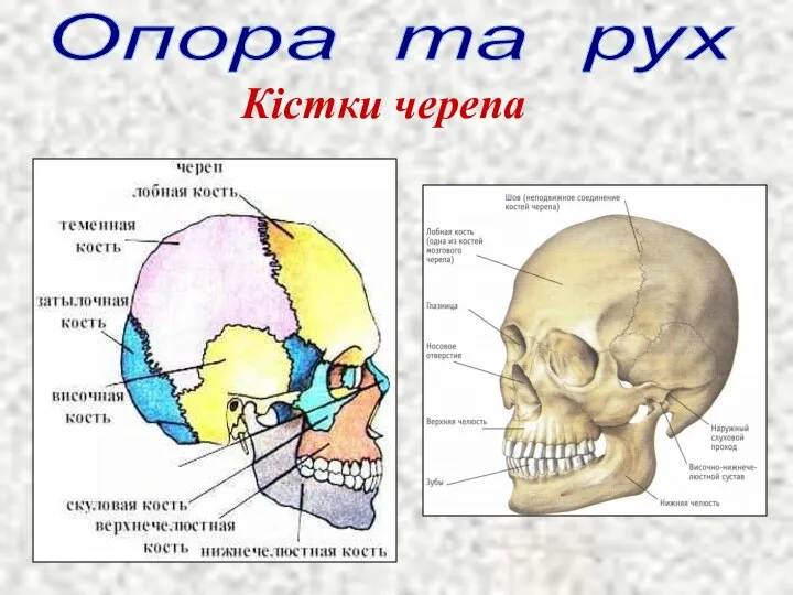 Опора та рух Кістки черепа