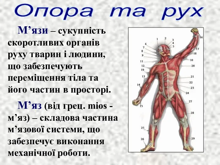 М’язи – сукупність скоротливих органів руху тварин і людини, що забезпечують