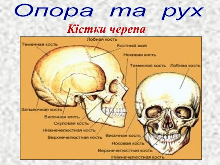 Опора та рух Кістки черепа