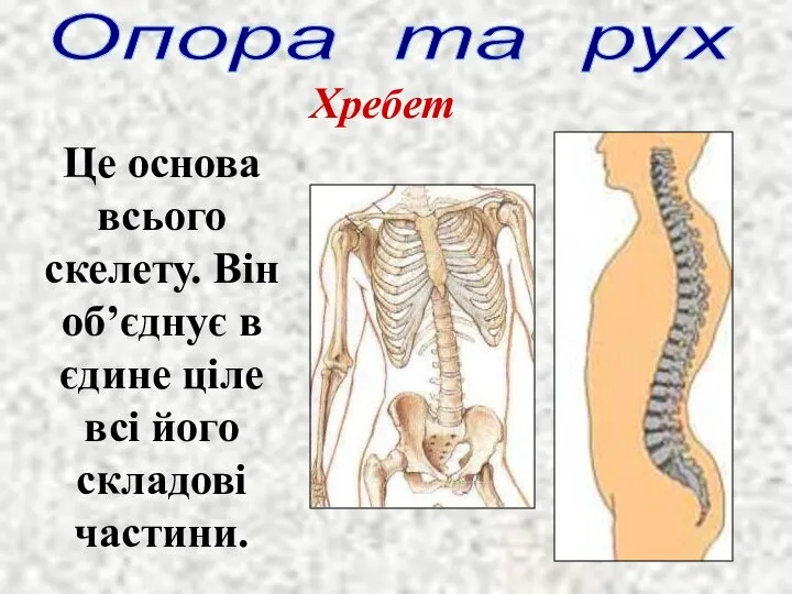 Опора та рух Хребет Це основа всього скелету. Він об’єднує в