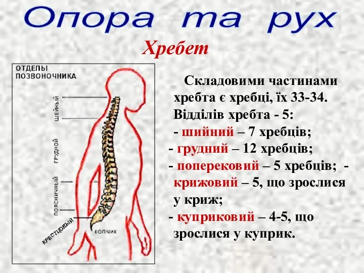 Опора та рух Хребет Складовими частинами хребта є хребці, їх 33-34.