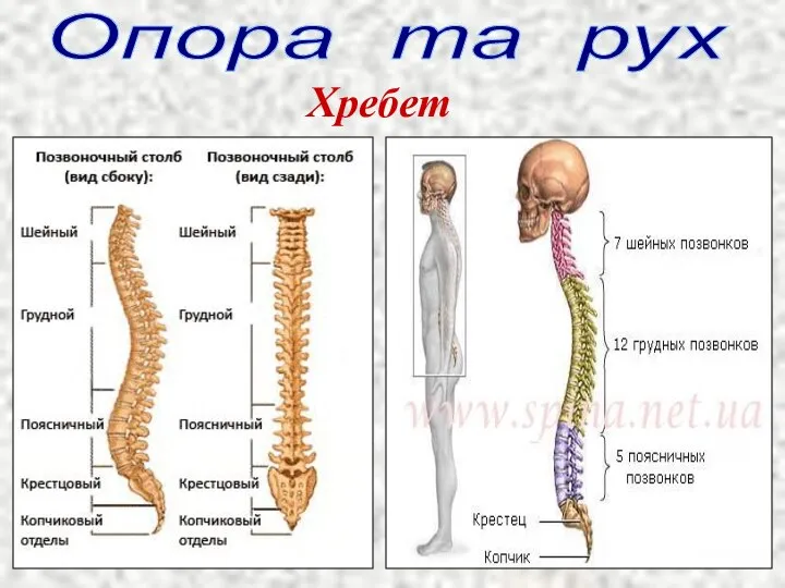 Опора та рух Хребет