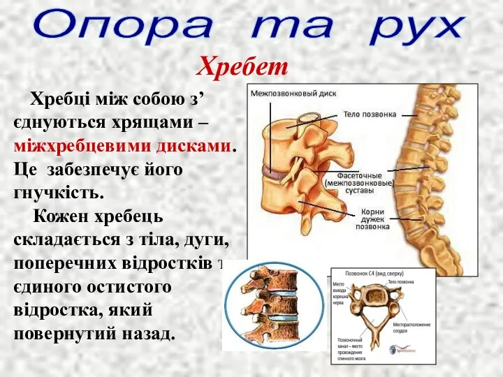 Опора та рух Хребет Хребці між собою з’єднуються хрящами – міжхребцевими