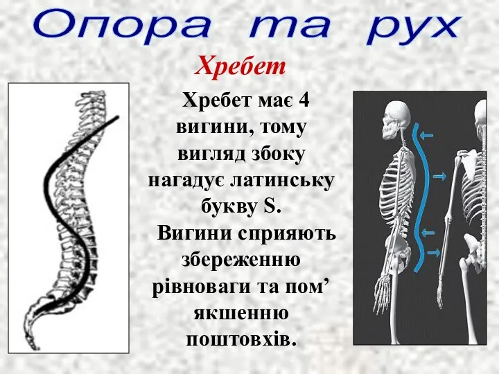 Опора та рух Хребет Хребет має 4 вигини, тому вигляд збоку