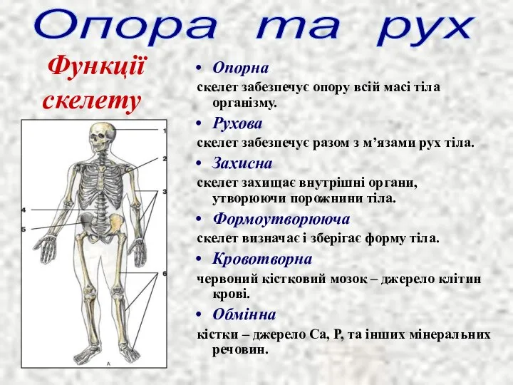 Опорна скелет забезпечує опору всій масі тіла організму. Рухова скелет забезпечує