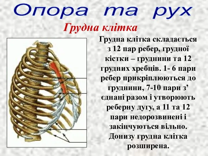 Опора та рух Грудна клітка Грудна клітка складається з 12 пар