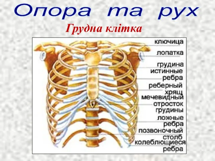 Опора та рух Грудна клітка